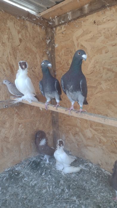 Cocoși,găini , porumbei,fazani.