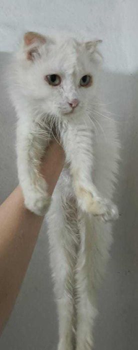 Кошка в ответственные руки