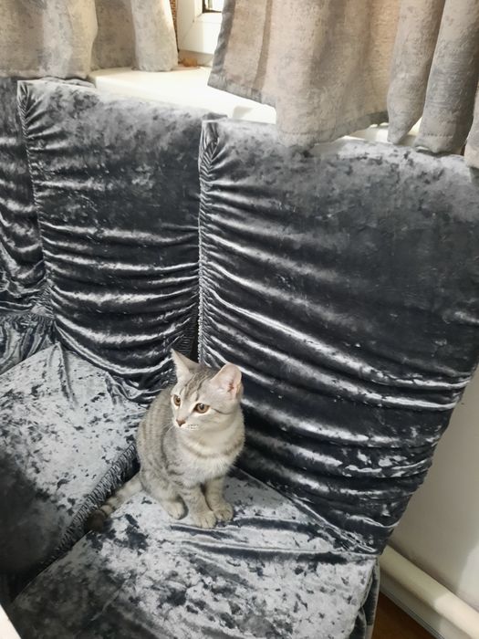 Кошка редкий порода