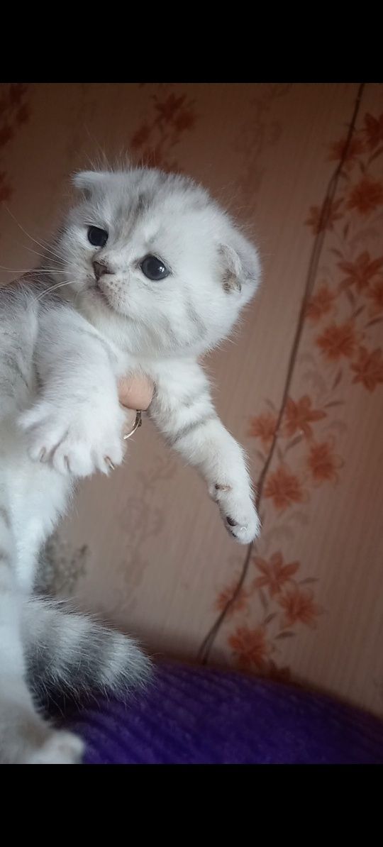 Продам шотладского вислоухого котика.