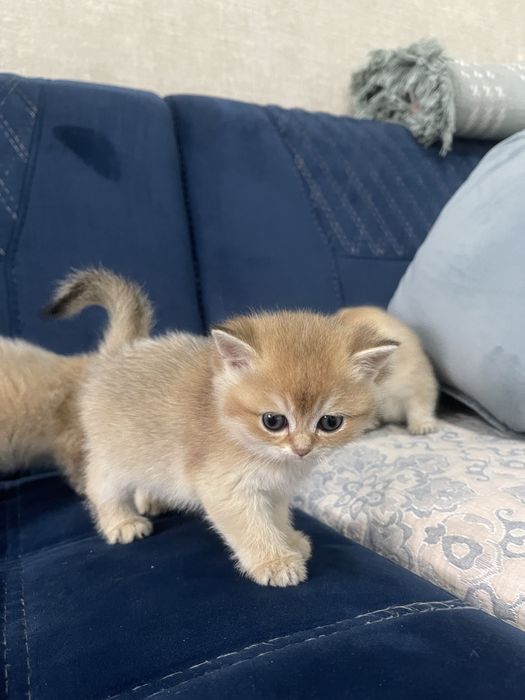 Шиншиллы британские