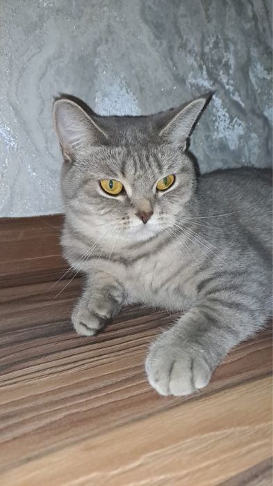 Продам   кошку   чистую  .  Послушная   ,    спакольная     красивая