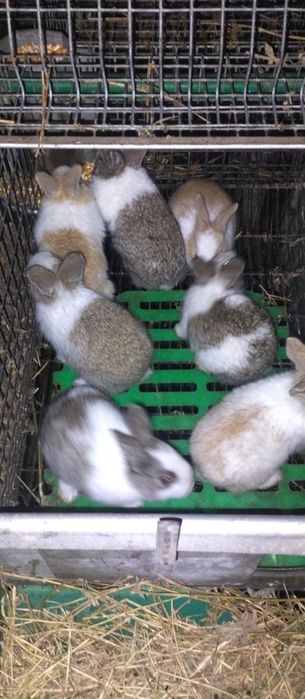 Vând iepuri hycole francez femele gestante