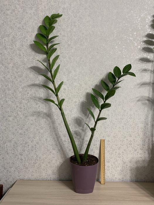 Замиокулькас. Доллоровое дерево