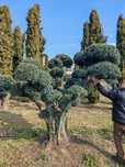 Maslin Secular Bonsai
