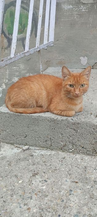 Кошечка ищет дом