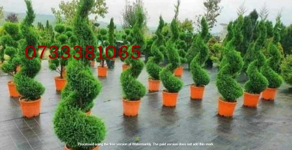 Plante Ornamentale