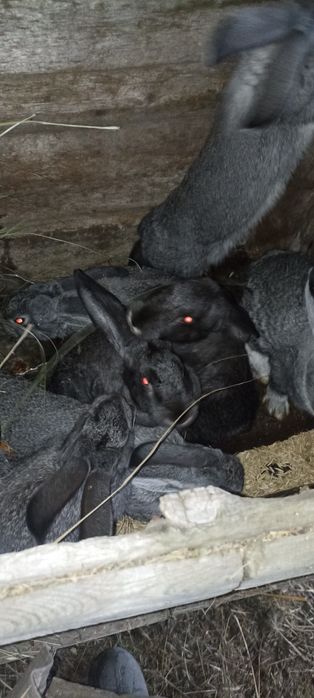 Продам молодых кроликов