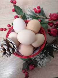 Vând ouă de găini crescute bio!