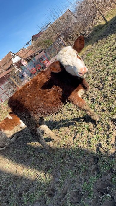 De Vanzare 2 Vitele …