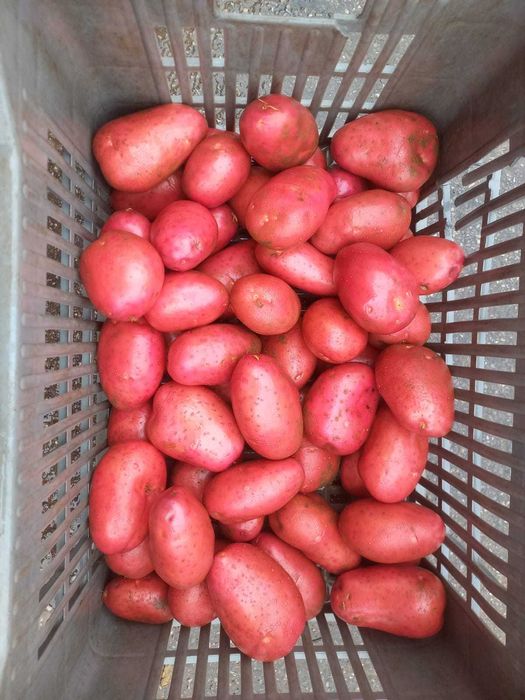 Vand cartof rosu,import Franta