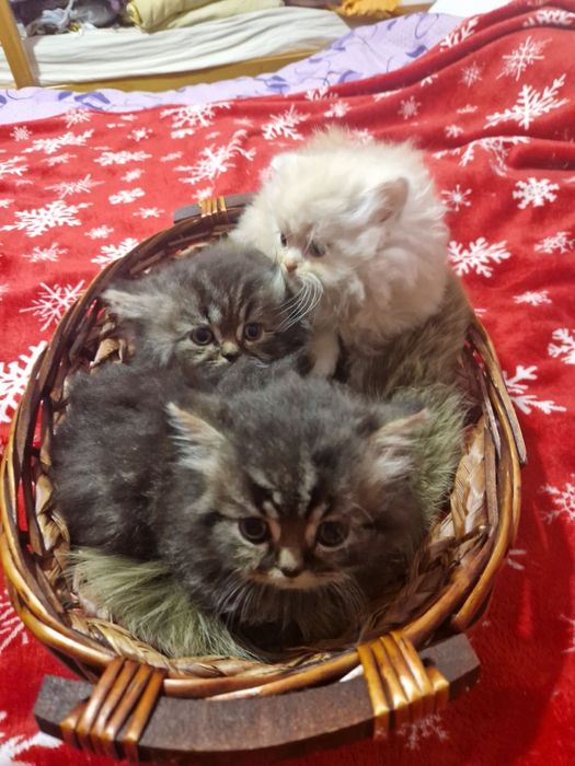 Персийски котета