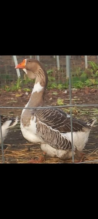 Femelă holmogor 2025