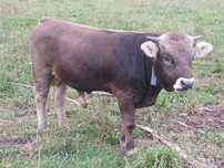 Vând  viței de carne