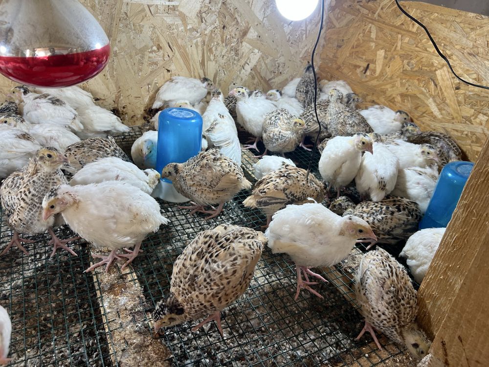 Pui de gaina wyandotte cochinchina italiana si prepelite
