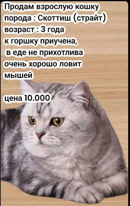 Продам породистую кошку