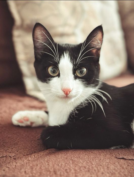 Отдам кошку в добрые руки