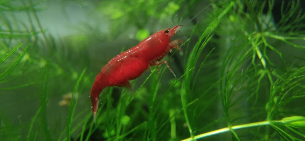 Кровавая Мэри -Bloody Mary