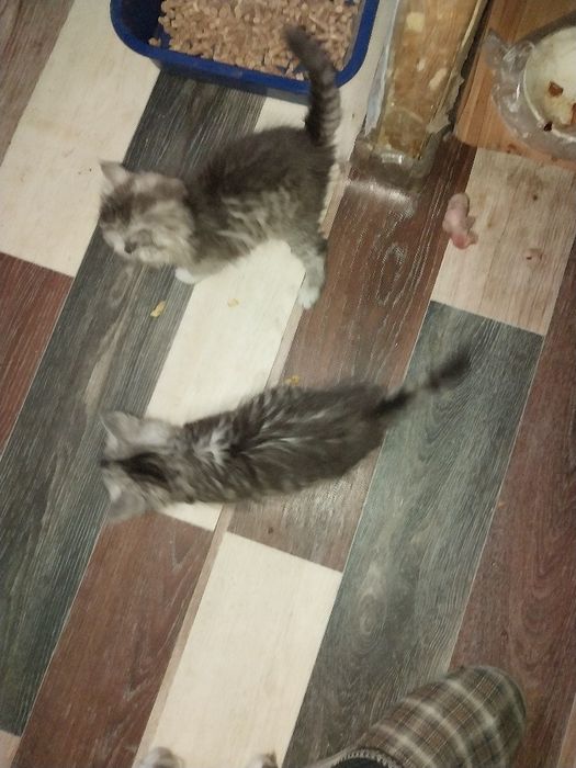 Котята отдам даром 6 котят разного цвета