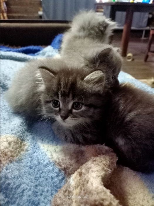 Отдадим котят бесплатно