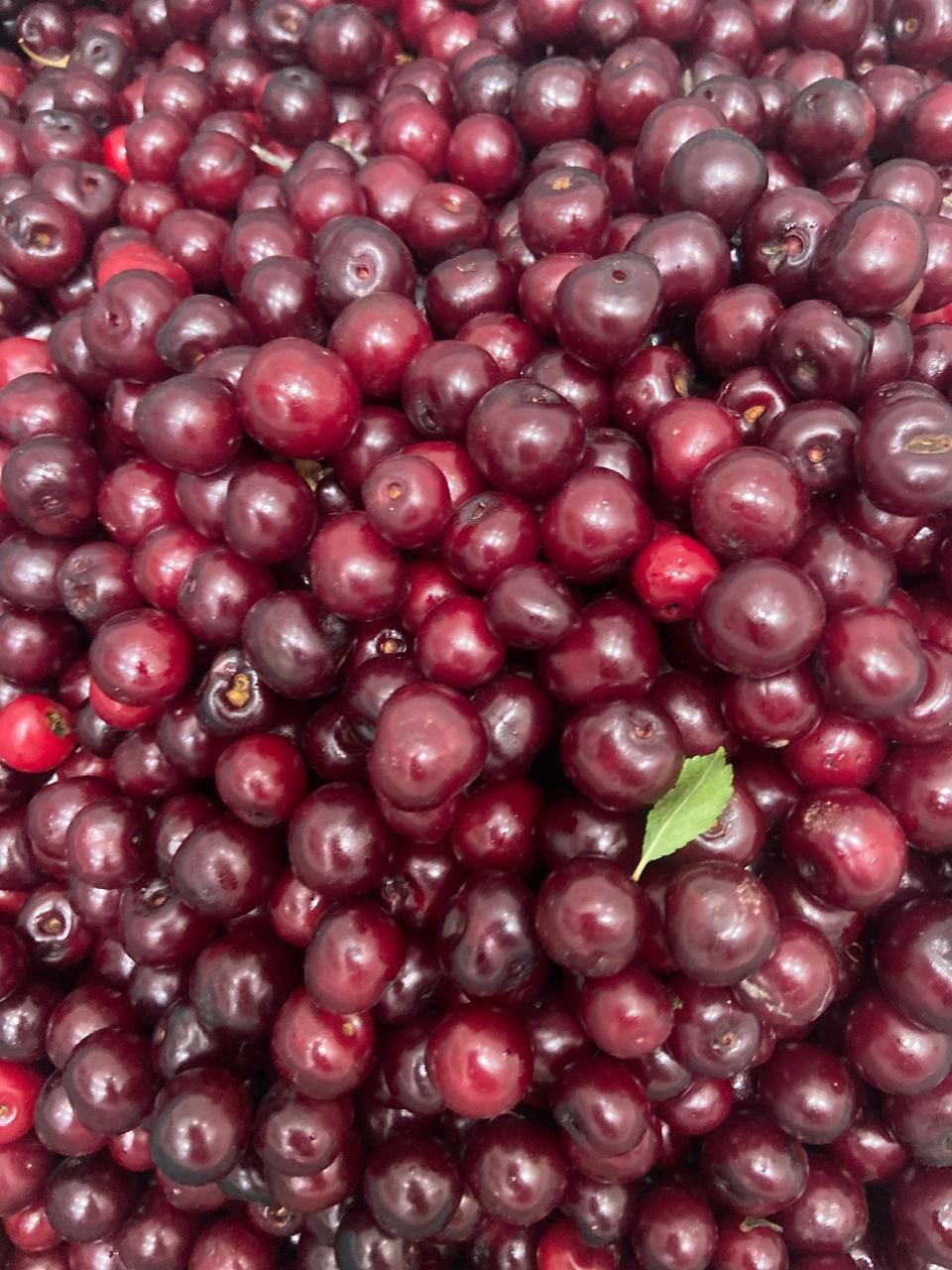 Продам вишню вкусную