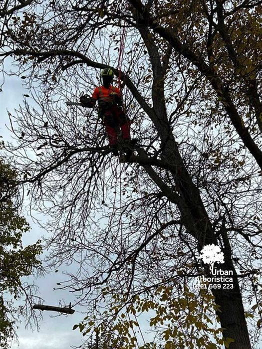 Audit Sănătate Arbori, Pomi Fructiferi, Arbuști - Arborist Cluj-Napoca