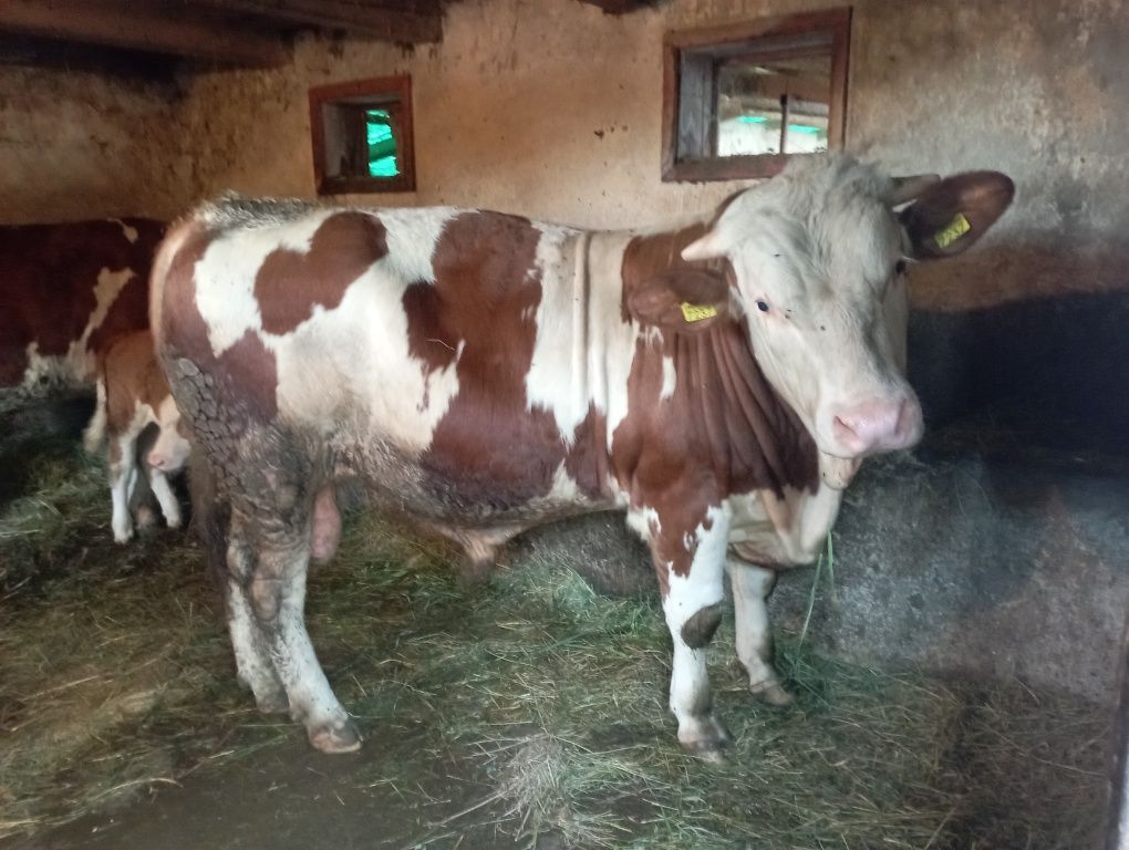 Vând taur bălțată românească de 11 luni înjur de 500kg
