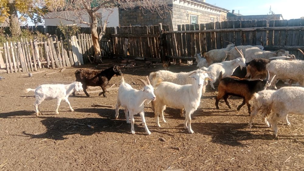 Продам стадо коз