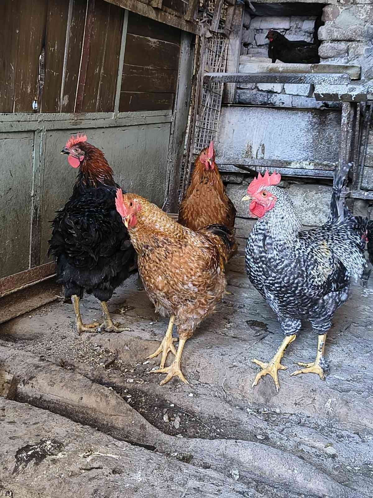 Продавам млади петли