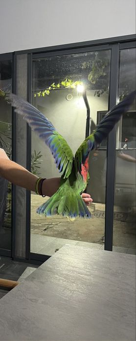 Papagal electus ( vorbeste ) eclectus )