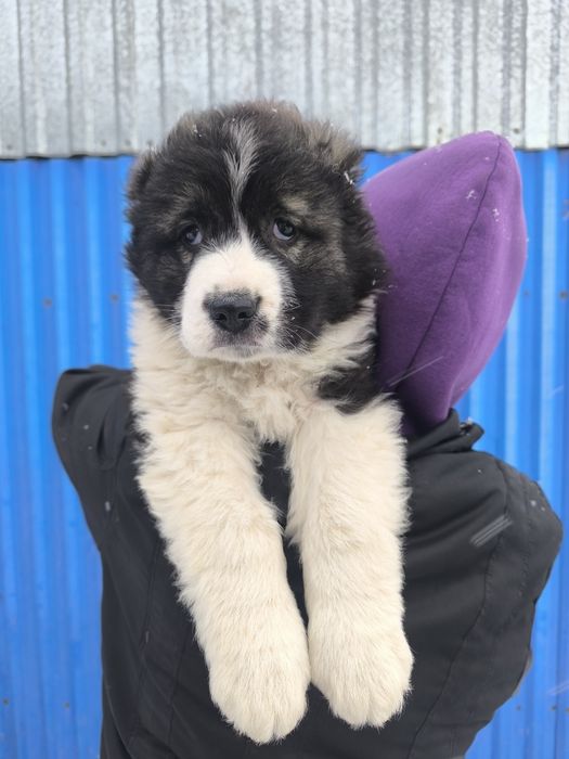 Продается Среднеазиатская овчарка