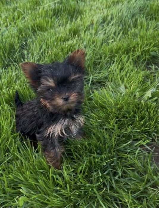 Yorkshire terrier mini toy