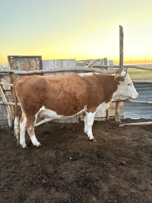 Соғымға ту сыйр сатылады