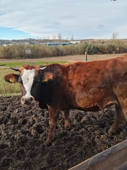 Vând juninci a fata