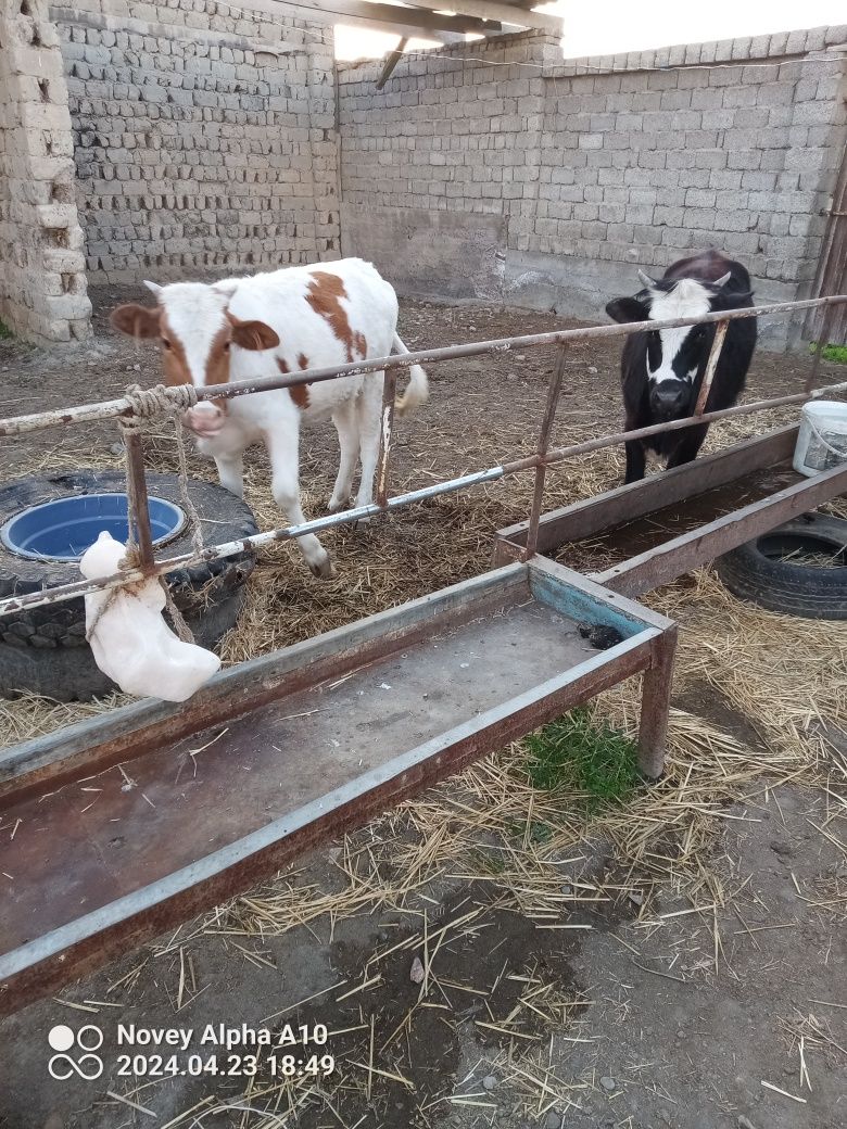 G'unojin yeb ichiwida aybi yoq sog'ligi zor ikalasi joyida savdo bolad