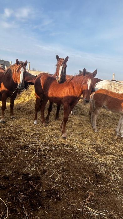 Продам жеребят тяж