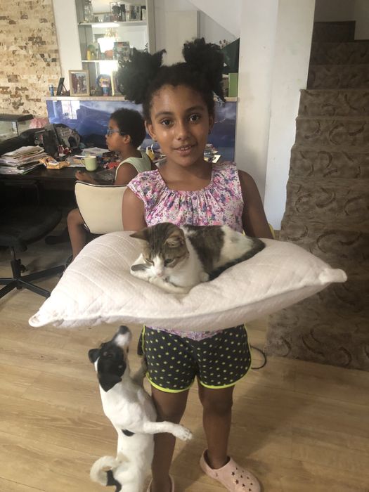 Cazare caini talie mica si medie