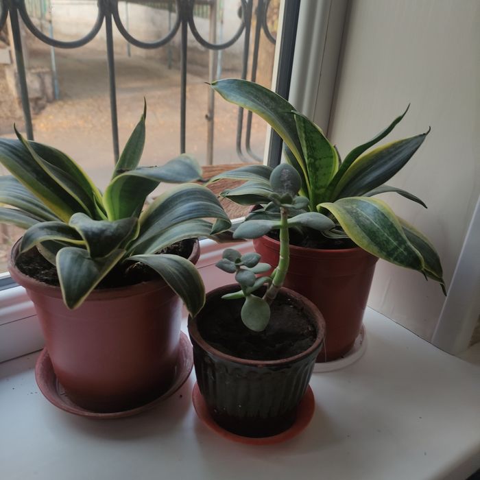 Цветы комнатные продаю