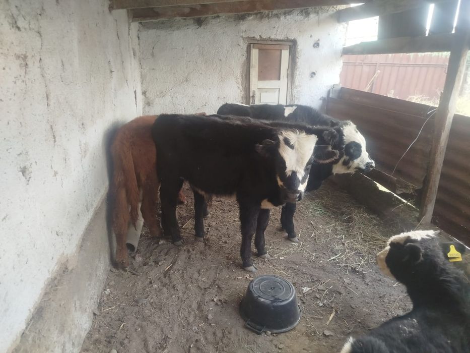 Бычки телята продам