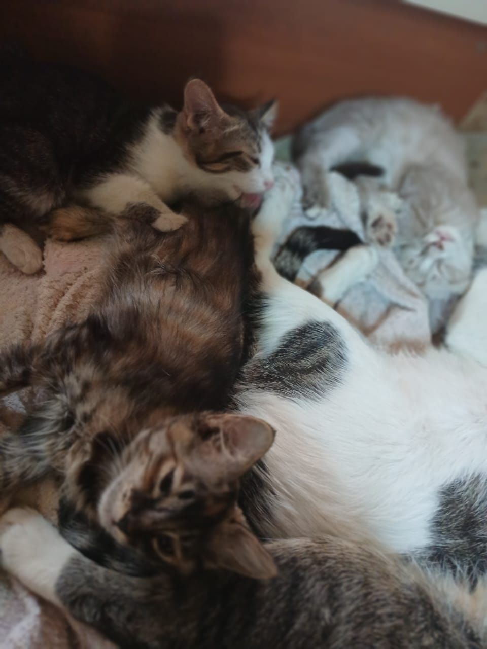 Котята бесплатно