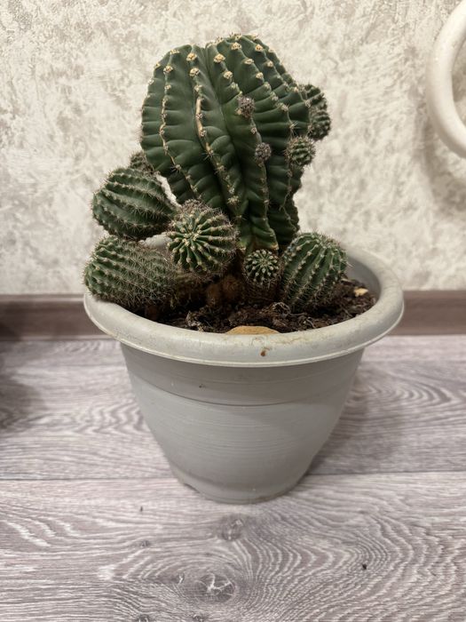 Кактус домашний в горшке