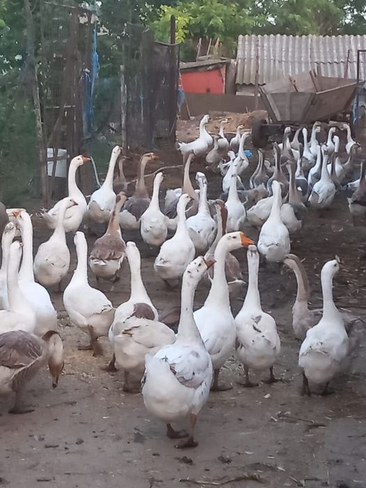 Gâște americane ouătoare