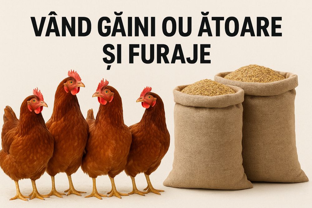 Vand gaini outoare rosii si furaje