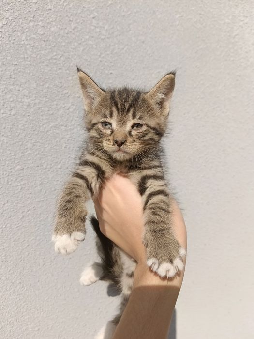 Котенок отдам в хорошие руки