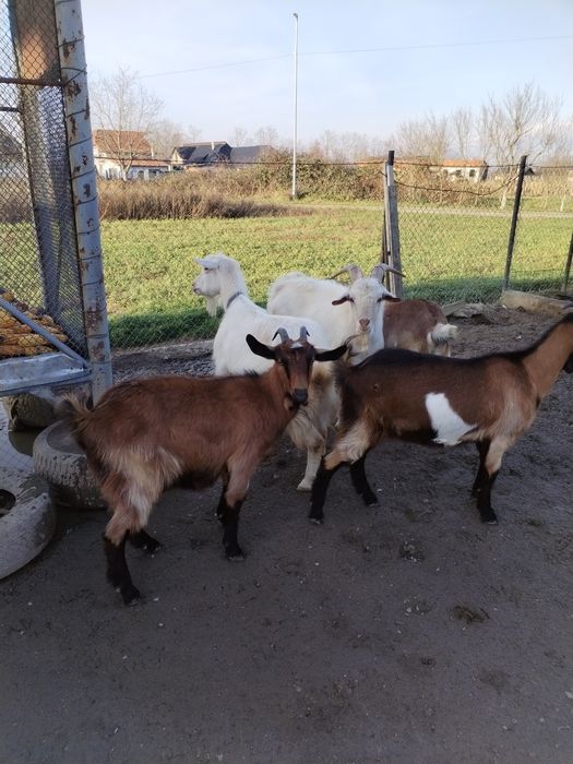 Vând capre.2 capre si 3 iede gestante  si un țap