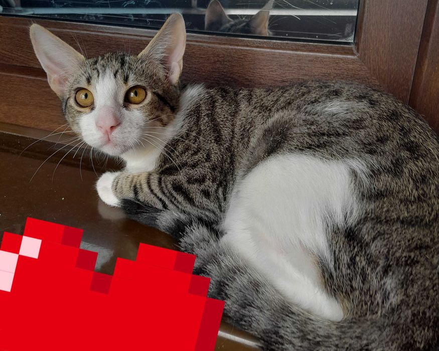 Adoptie pui de pisica motan Zurel