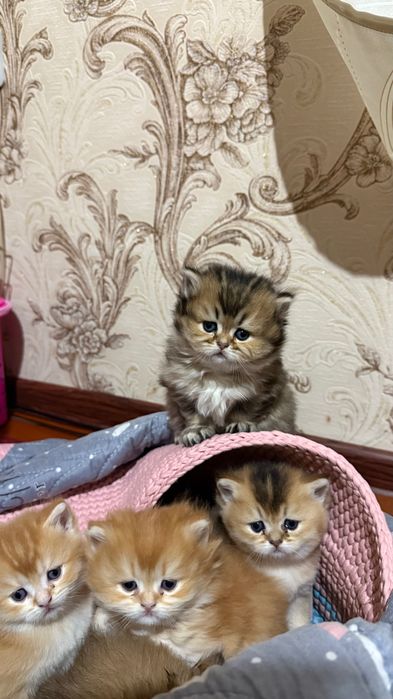 Британские котята