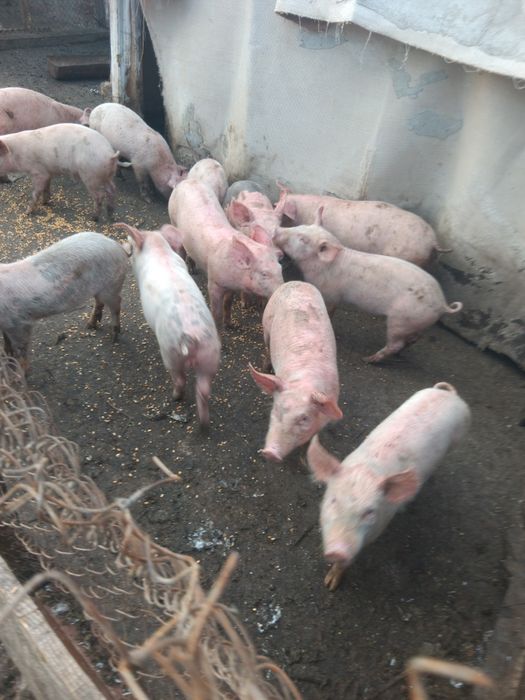 Продавам малки прасенца над 25кг одбити