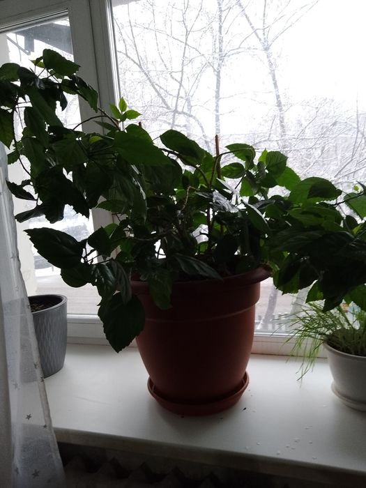 Продам цветок домашний Роза гибискус