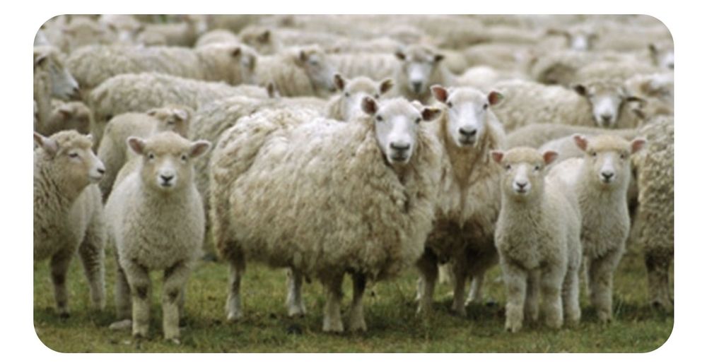 Vând  oi rasa "țurcană" bine întreținute